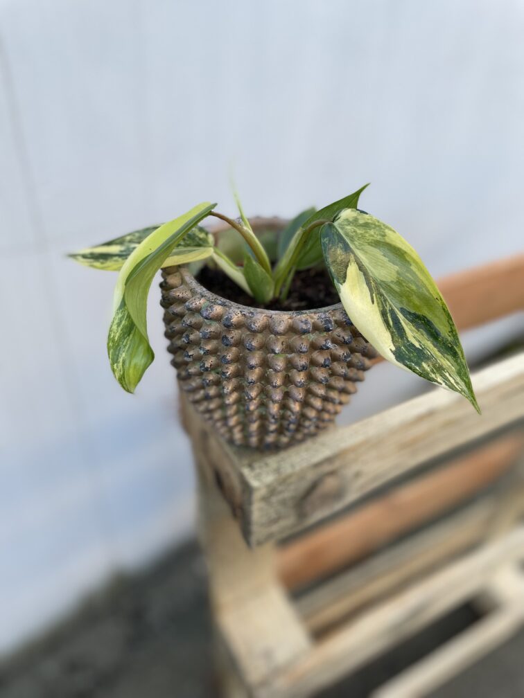 philodendron-florida-beauty_9x10-1_1737124676.jpg Zdjęcie rosliny doniczkowej Philodendron Florida Beauty, ujęcie 1