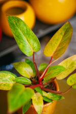 Zdjęcie rosliny doniczkowej Philodendron Painted Lady, ujęcie 3