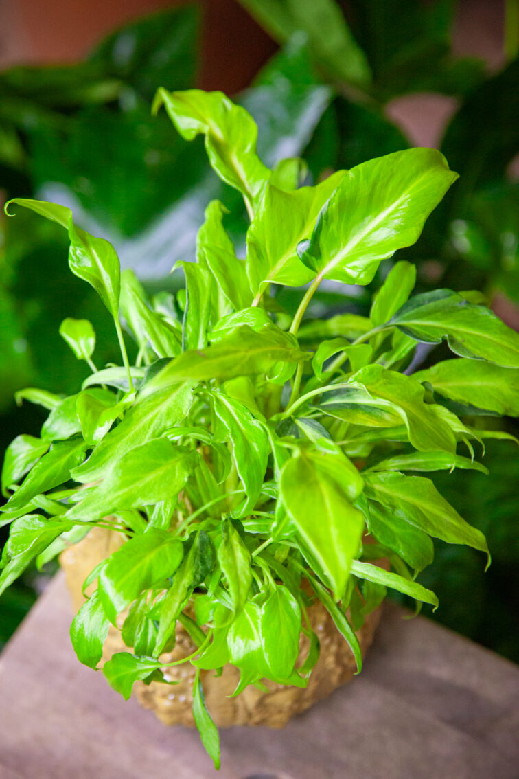 philodendron-xanadu-gold_9x20-1_1736589577.jpg Zdjęcie rosliny doniczkowej Philodendron Xanadu Gold, ujęcie 1