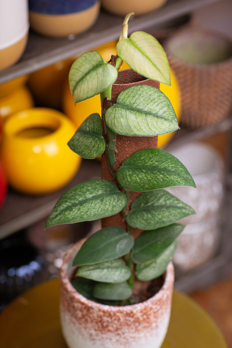 rhaphidophora-hongkongensis-variegata_14x46-1_1737796586.jpg Zdjęcie rosliny doniczkowej Rhaphidophora hongkongensis variegata, ujęcie 1