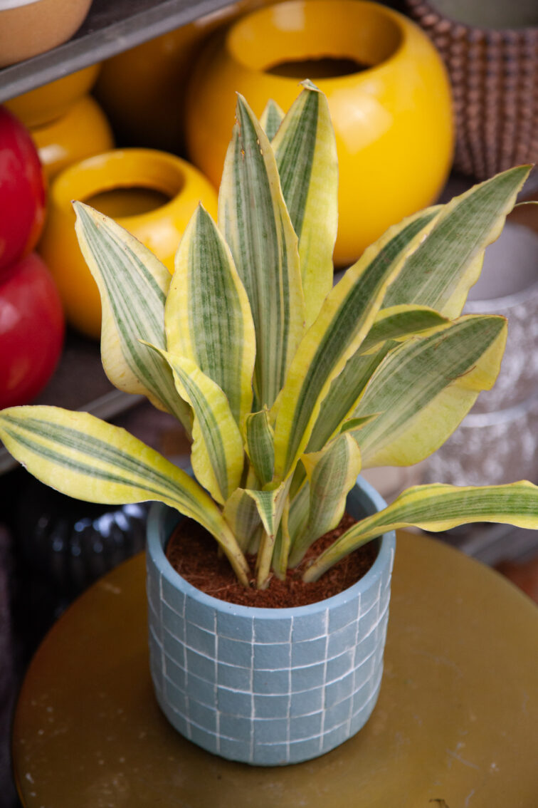 sansevieria-aubrytiana-yellowstone_14x45-1_1737797423.jpg Zdjęcie rosliny doniczkowej Sansevieria aubrytiana Yellowstone, ujęcie 1
