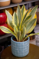 Zdjęcie rosliny doniczkowej Sansevieria aubrytiana Yellowstone, ujęcie 2