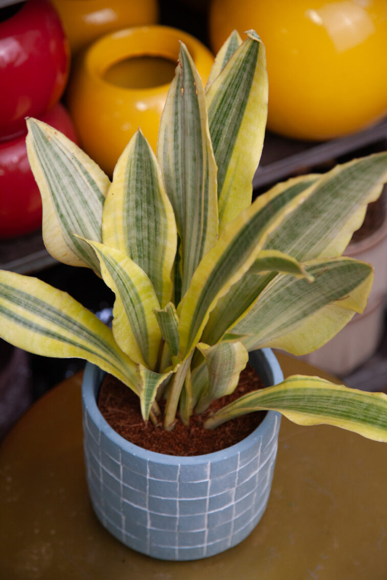 Zdjęcie rosliny doniczkowej Sansevieria aubrytiana Yellowstone, ujęcie 3