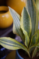 Zdjęcie rosliny doniczkowej Sansevieria aubrytiana Yellowstone, ujęcie 4