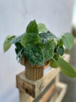Zdjęcie rosliny doniczkowej Scindapsus pictus Silvery Ann (Scindapsus pstry), ujęcie 1
