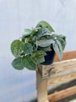 Zdjęcie rosliny doniczkowej Scindapsus pictus Silvery Ann (Scindapsus pstry), ujęcie 2