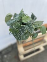 Zdjęcie rosliny doniczkowej Scindapsus pictus Silvery Ann (Scindapsus pstry), ujęcie 3