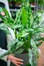 Zdjęcie rosliny doniczkowej Aglaonema Miss Julliette, ujęcie 1