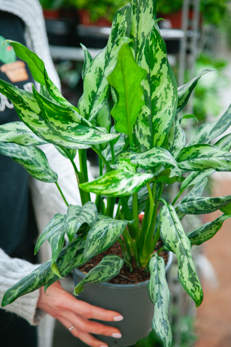 Zdjęcie rosliny doniczkowej Aglaonema Miss Julliette, ujęcie 1