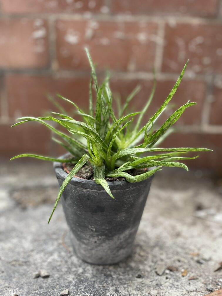 Zdjęcie rosliny doniczkowej Aloe Jurassic spider, ujęcie 1