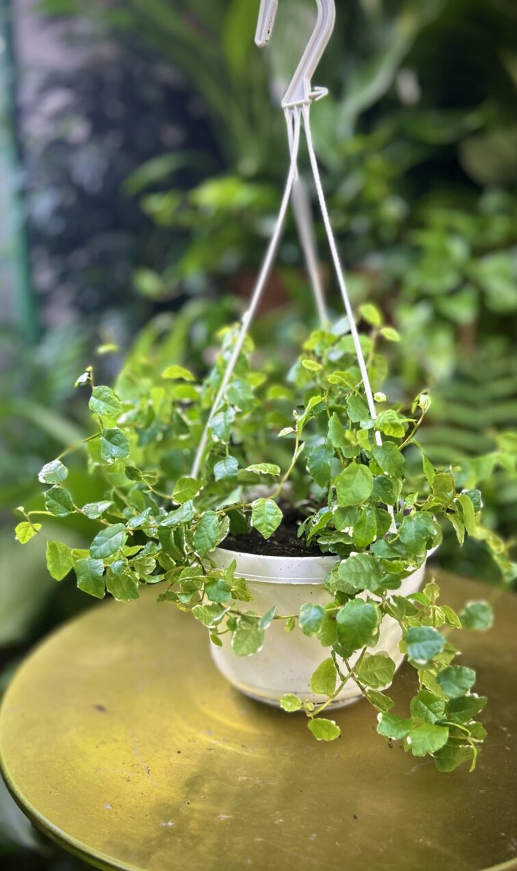 ficus-pum.-white-sunny_14x14-1_1738411805.jpg Zdjęcie rosliny doniczkowej Ficus pum. White Sunny, ujęcie 1