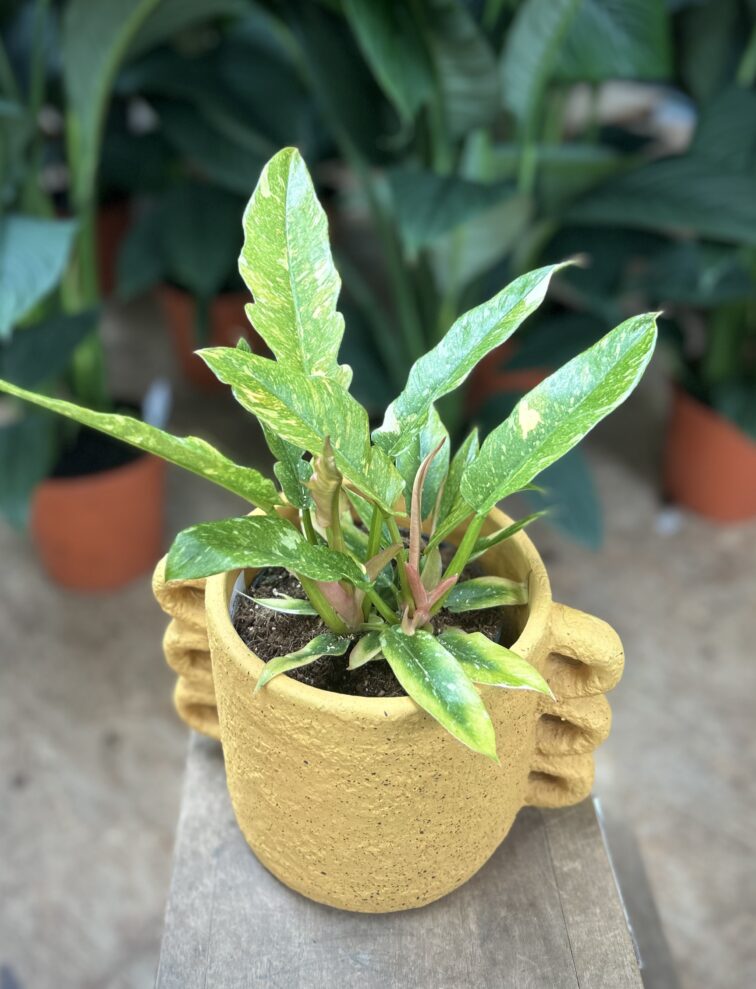Zdjęcie rosliny doniczkowej Philodendron Ring of Fire, ujęcie 3