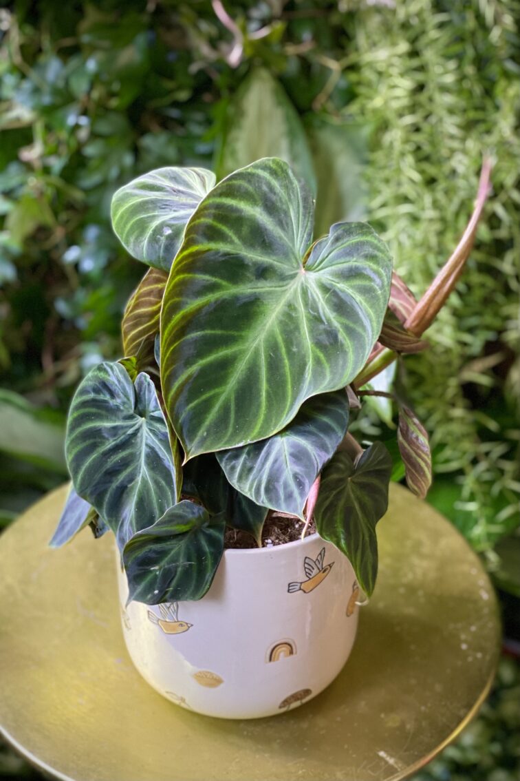 Zdjęcie rosliny doniczkowej Philodendron Verrucosum, ujęcie 1