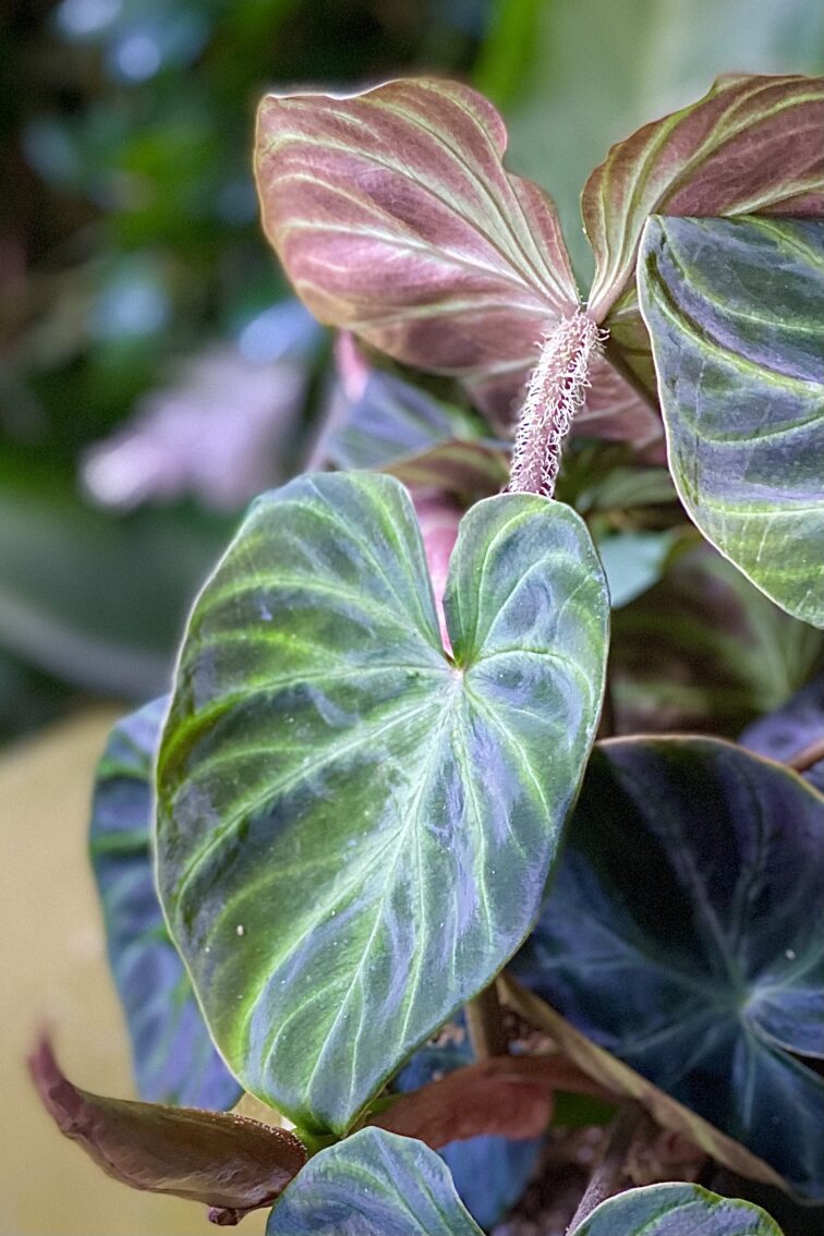 Zdjęcie rosliny doniczkowej Philodendron Verrucosum, ujęcie 2