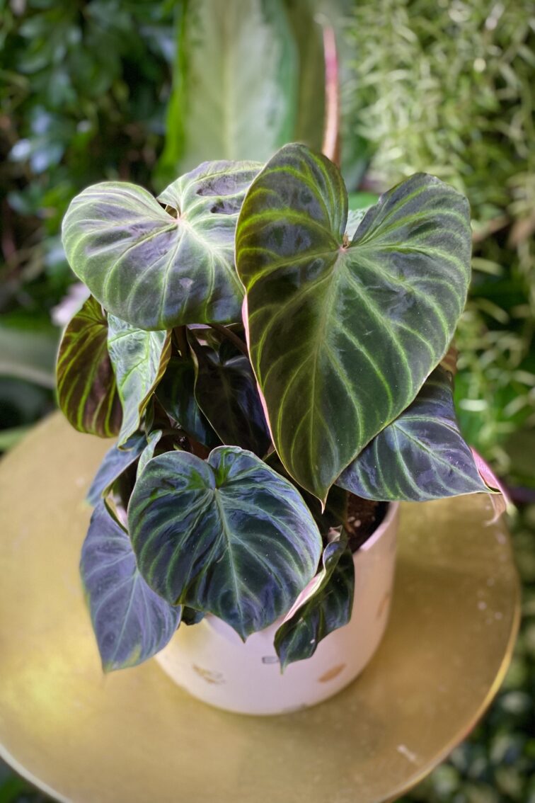 Zdjęcie rosliny doniczkowej Philodendron Verrucosum, ujęcie 3