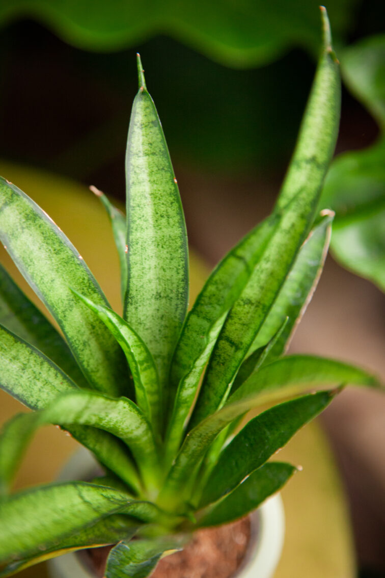 Zdjęcie rosliny doniczkowej Sansevieria trifasciata Pantera, ujęcie 1