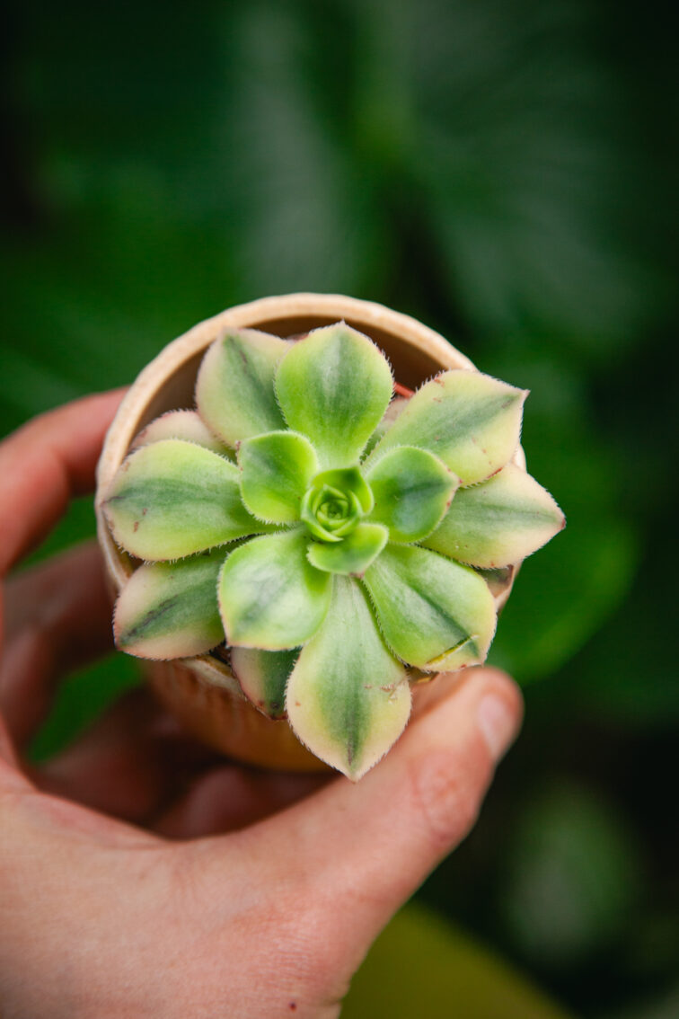 Zdjęcie rosliny doniczkowej Aeonium Starburst, ujęcie 1