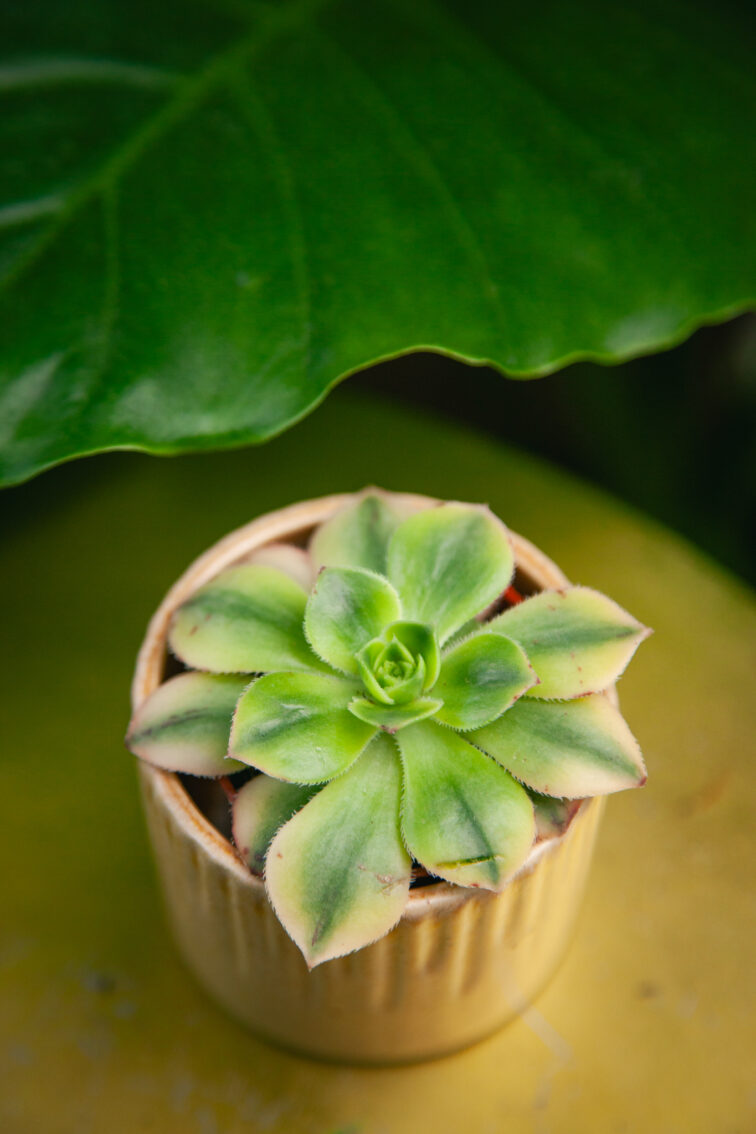 Zdjęcie rosliny doniczkowej Aeonium Starburst, ujęcie 2