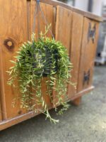 Zdjęcie rosliny doniczkowej Aeschynanthus 'Green Star', ujęcie 1