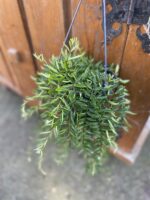 Zdjęcie rosliny doniczkowej Aeschynanthus 'Green Star', ujęcie 2
