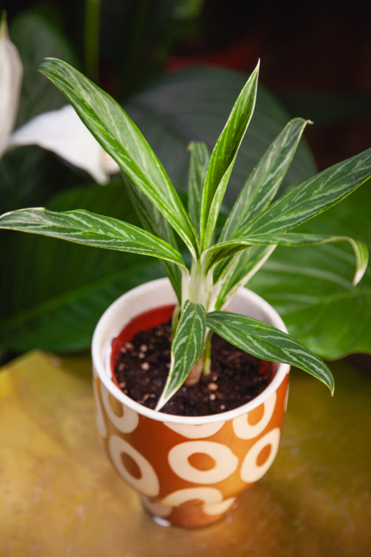Zdjęcie rosliny doniczkowej Aglaonema Bamboo, ujęcie 1