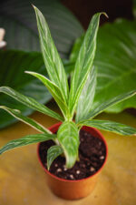 Zdjęcie rosliny doniczkowej Aglaonema Bamboo, ujęcie 2
