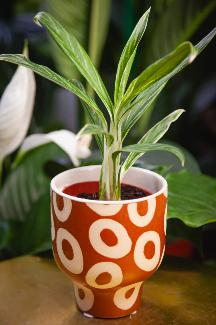 Zdjęcie rosliny doniczkowej Aglaonema Bamboo, ujęcie 3