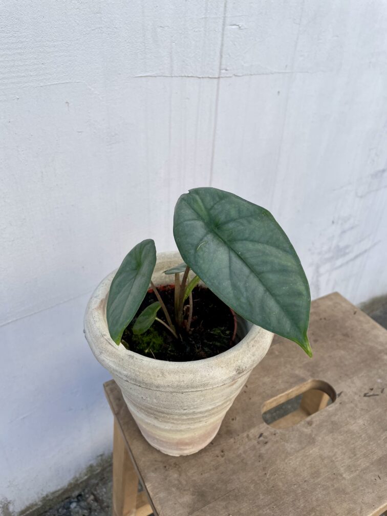 Zdjęcie rosliny doniczkowej Alocasia heterophylla Corazon, ujęcie 1