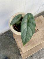 Zdjęcie rosliny doniczkowej Alocasia heterophylla Corazon, ujęcie 2