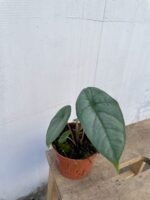 Zdjęcie rosliny doniczkowej Alocasia heterophylla Corazon, ujęcie 3
