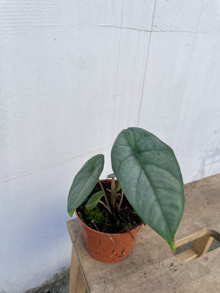 Zdjęcie rosliny doniczkowej Alocasia heterophylla Corazon, ujęcie 3