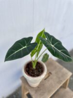 Zdjęcie rosliny doniczkowej Alocasia micholitziana "Frydek", ujęcie 1