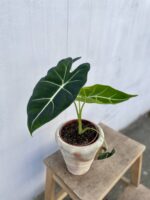 Zdjęcie rosliny doniczkowej Alocasia micholitziana "Frydek", ujęcie 2
