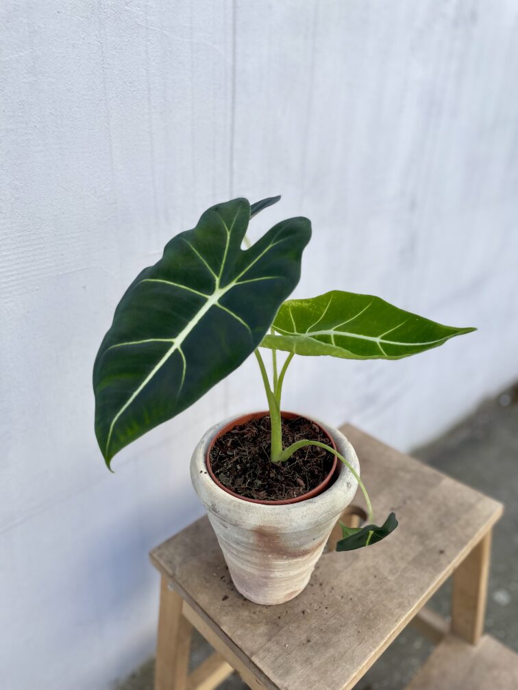 Zdjęcie rosliny doniczkowej Alocasia micholitziana "Frydek", ujęcie 2