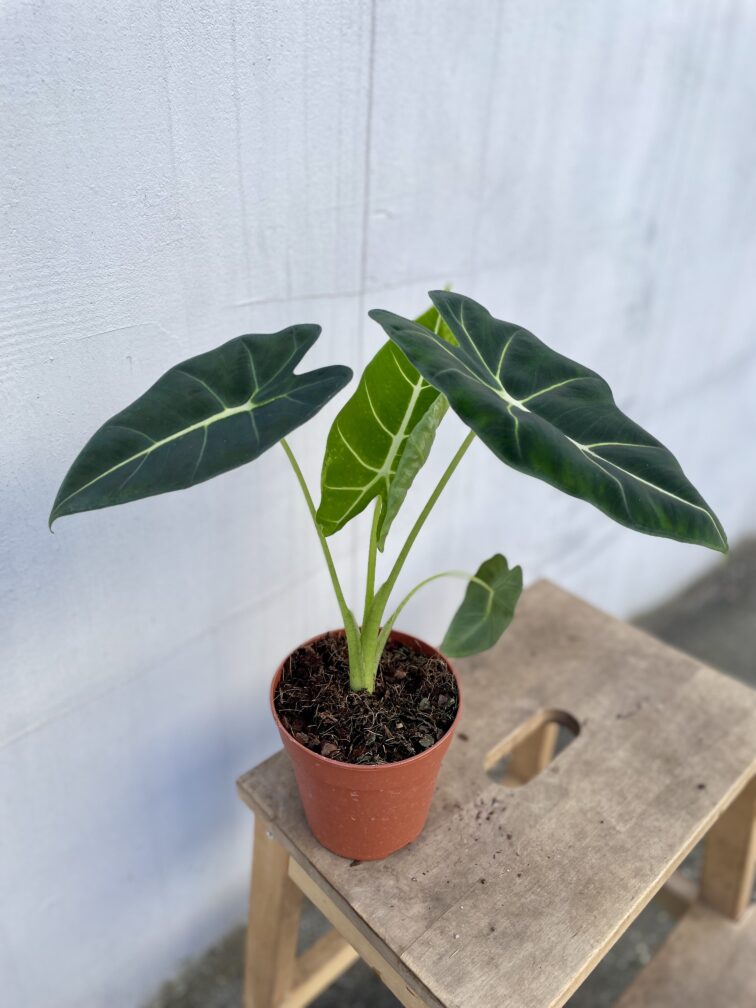 Zdjęcie rosliny doniczkowej Alocasia micholitziana "Frydek", ujęcie 3