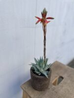 Zdjęcie rosliny doniczkowej Aloe Humilis, ujęcie 1
