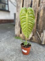 Zdjęcie rosliny doniczkowej Anthurium Veitchii, ujęcie 2