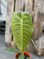 Zdjęcie rosliny doniczkowej Anthurium Veitchii, ujęcie 3