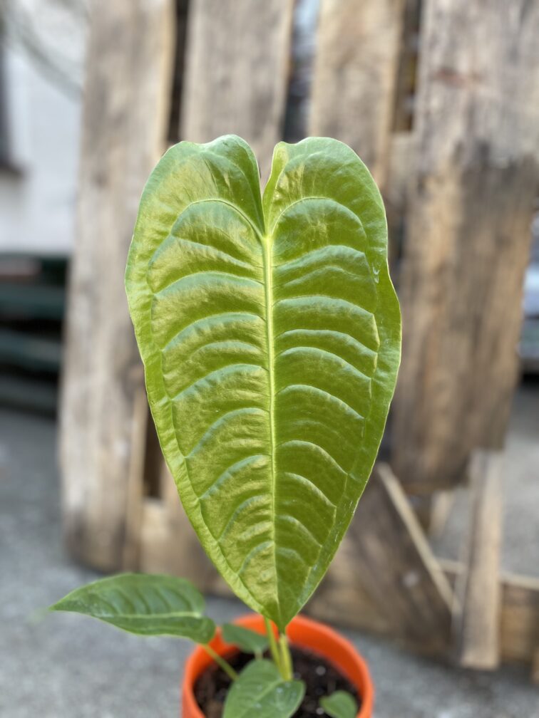 Zdjęcie rosliny doniczkowej Anthurium Veitchii, ujęcie 3