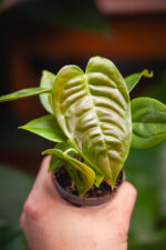Zdjęcie rosliny doniczkowej Anthurium Veitchii, ujęcie 1