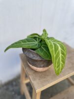 Zdjęcie rosliny doniczkowej Anthurium villenaorum, ujęcie 1