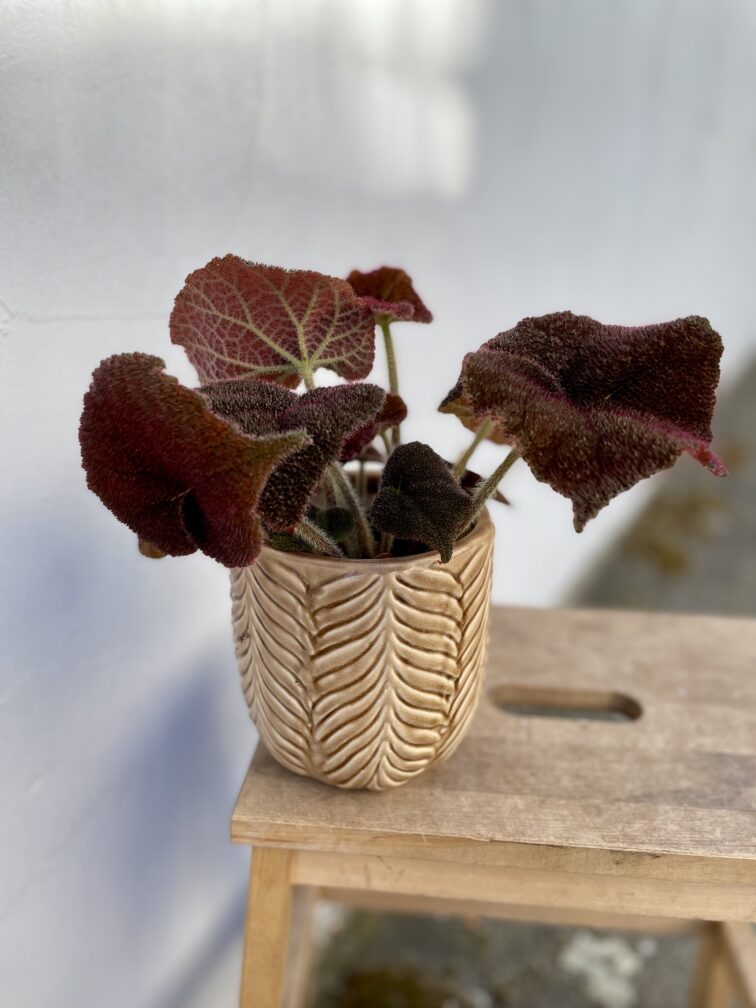 begonia-masoniana-jungle_12x20-1_1743234884.jpg Zdjęcie rosliny doniczkowej Begonia masoniana Jungle, ujęcie 1