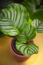 Zdjęcie rosliny doniczkowej Calathea orbifolia (Kalatea okrągłolistna), ujęcie 1