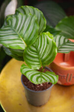 Zdjęcie rosliny doniczkowej Calathea orbifolia (Kalatea okrągłolistna), ujęcie 2