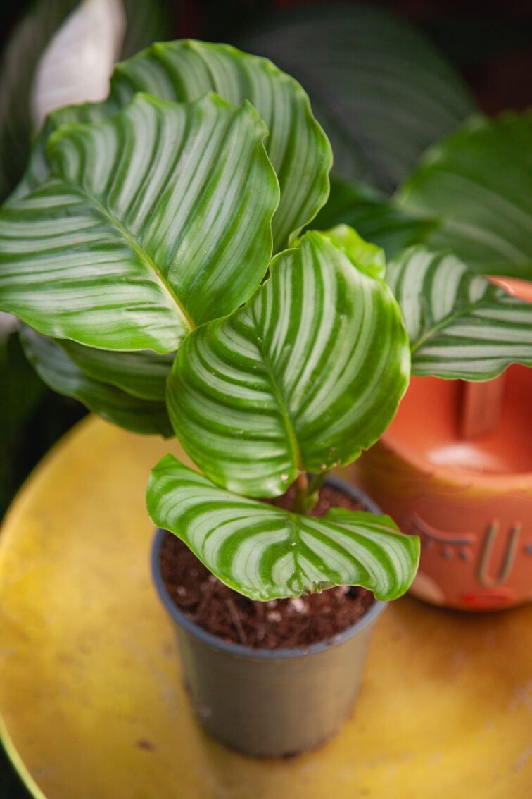 Zdjęcie rosliny doniczkowej Calathea orbifolia (Kalatea okrągłolistna), ujęcie 2