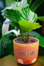 Zdjęcie rosliny doniczkowej Calathea orbifolia (Kalatea okrągłolistna), ujęcie 3