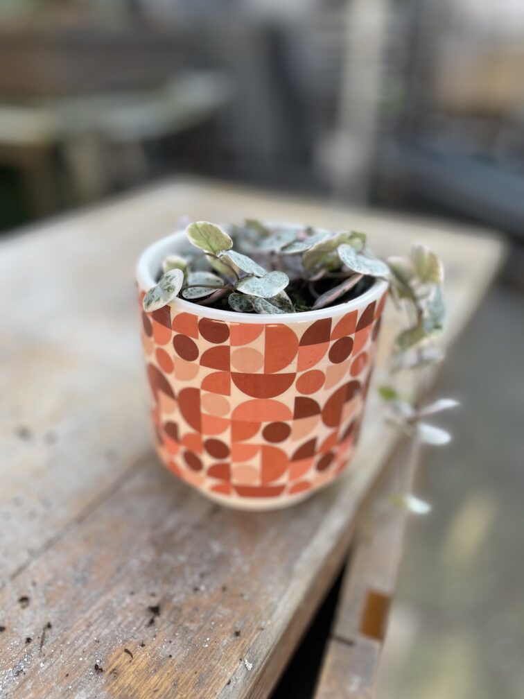 Zdjęcie rosliny doniczkowej Ceropegia woodii Marlies variegata, ujęcie 2