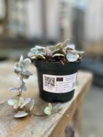 Zdjęcie rosliny doniczkowej Ceropegia woodii Marlies variegata, ujęcie 3