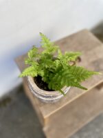 Zdjęcie rosliny doniczkowej Dryopteris erythrosora, ujęcie 1