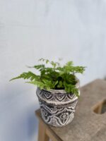 Zdjęcie rosliny doniczkowej Dryopteris erythrosora, ujęcie 2